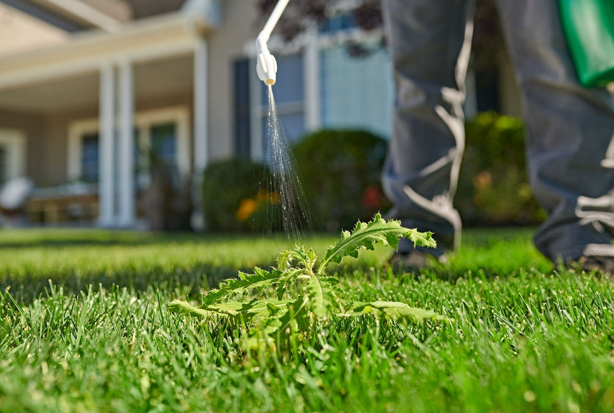 Ortho Killex Lawn Weed Control with Wand, 4-L